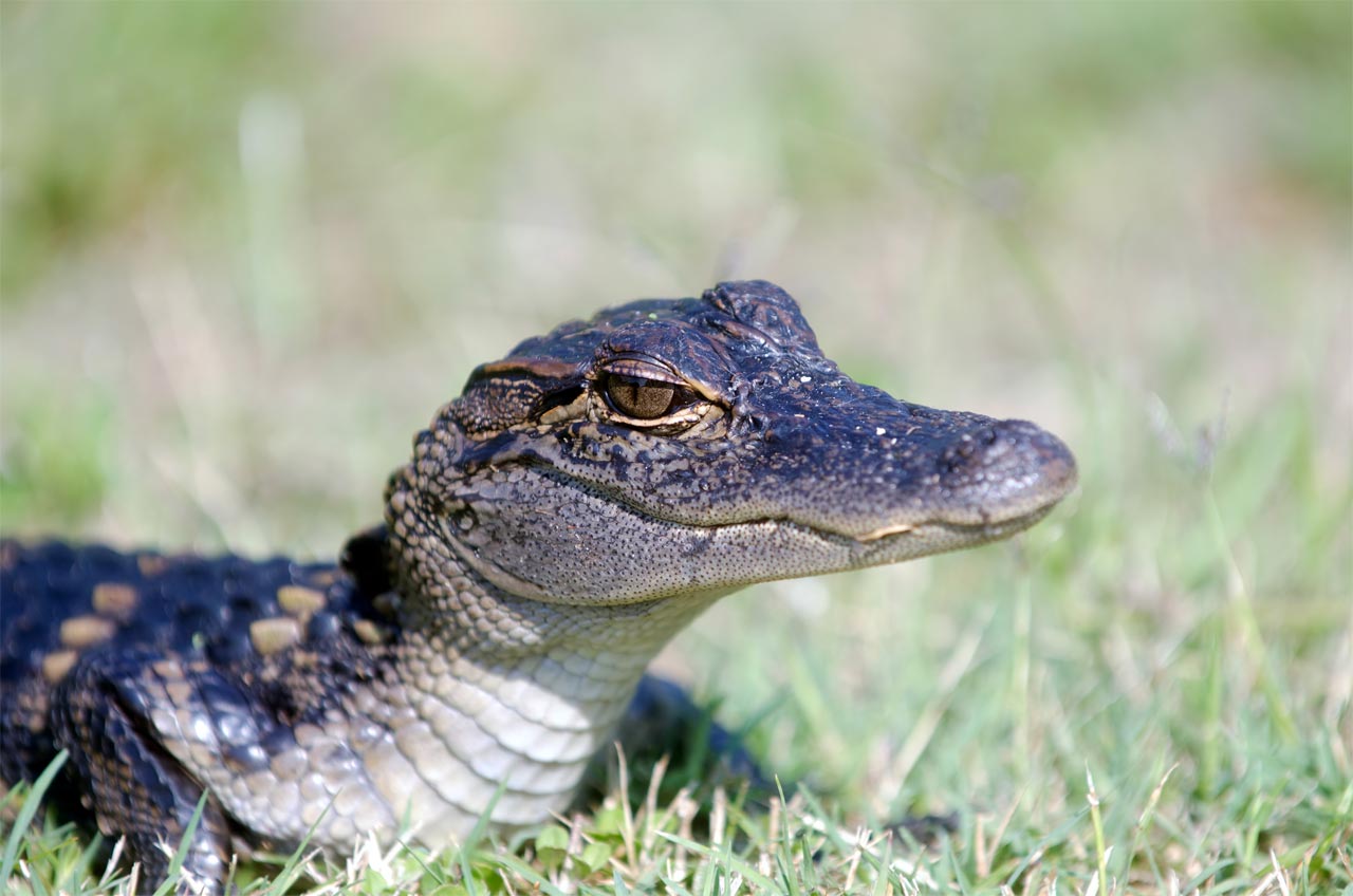 How Fast Are Alligators in Water?