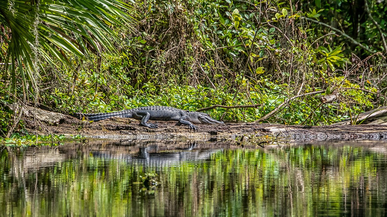 The 7 Best Natural Springs Near Orlando