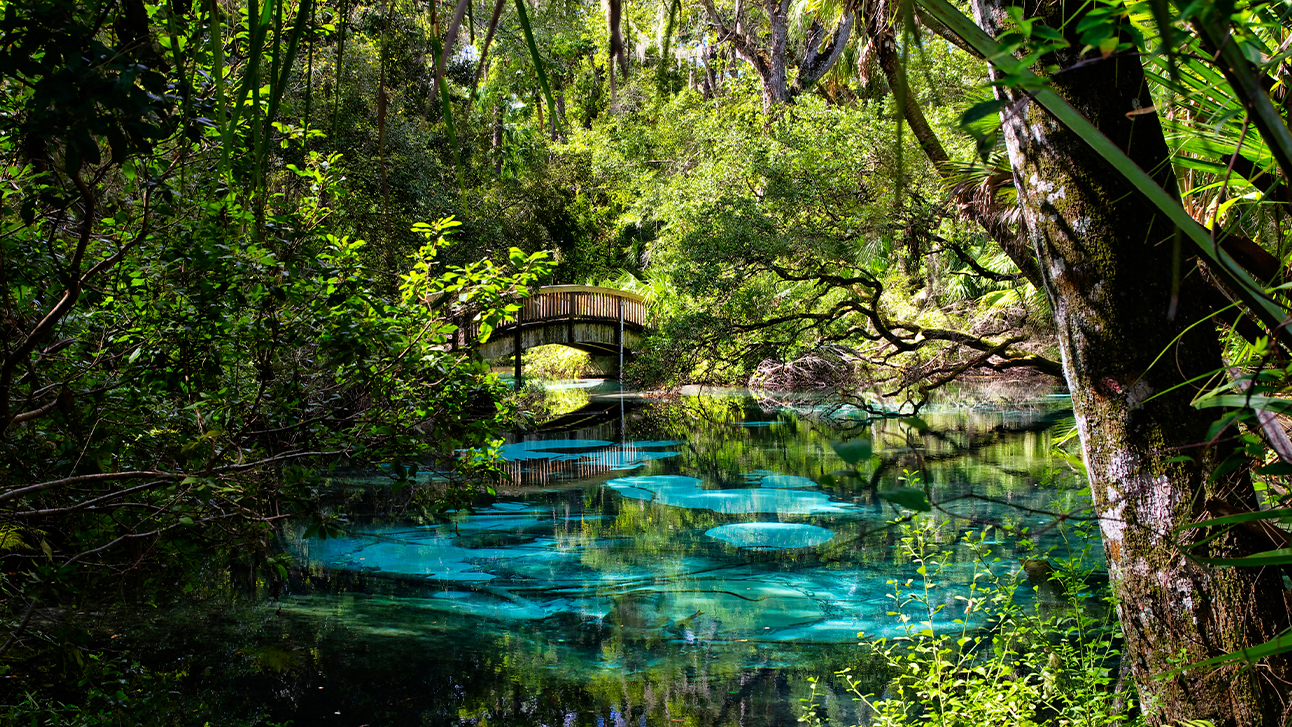 The 7 Best Natural Springs Near Orlando