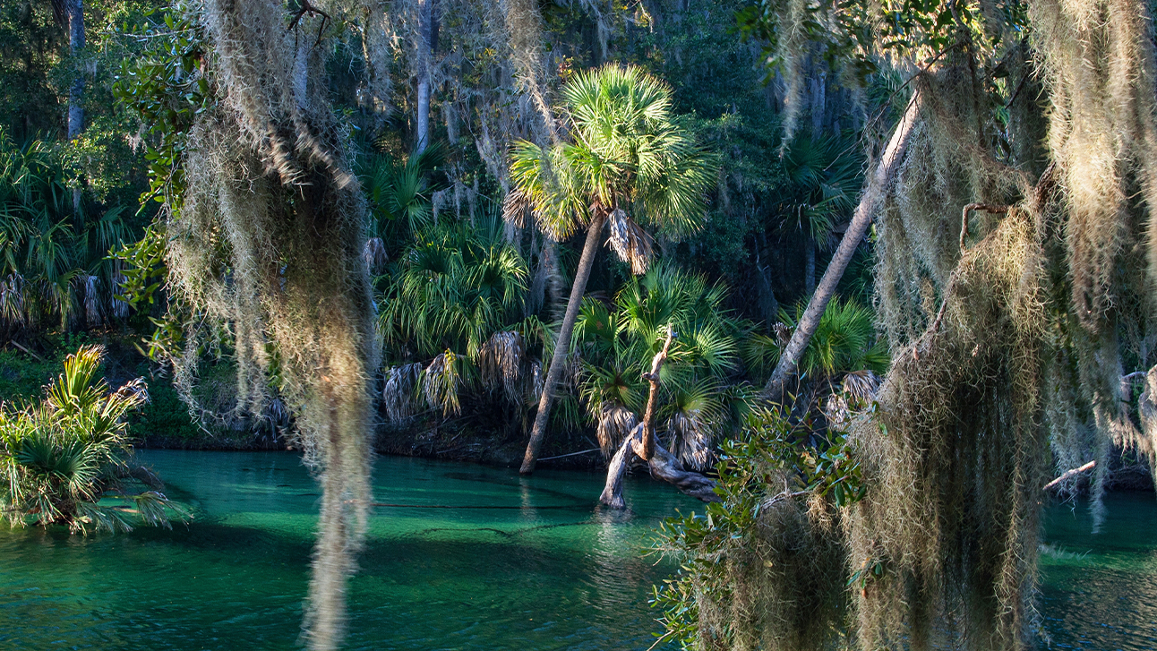The 7 Best Natural Springs Near Orlando