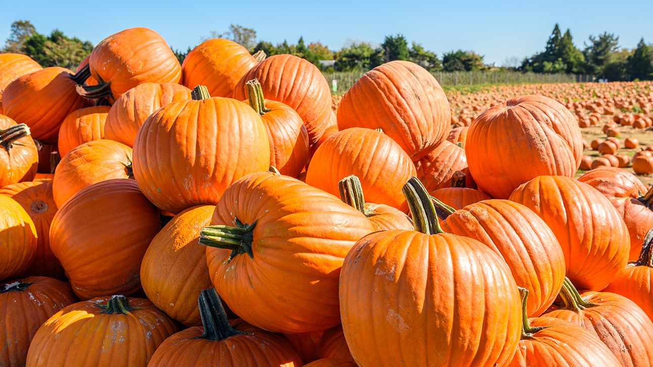 The Guide to Fall Festivals and Events Near Orlando