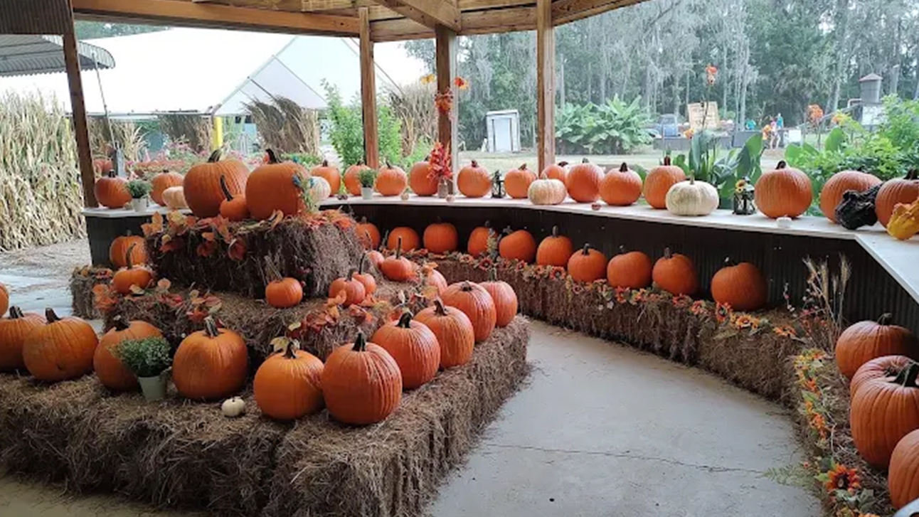 The Guide to Fall Festivals and Events Near Orlando