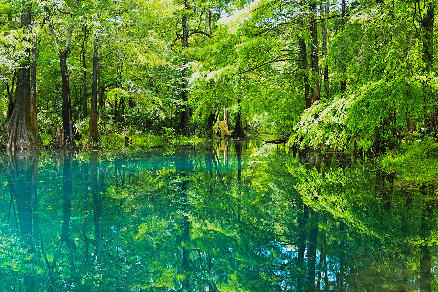 Best Time of Year to Visit Florida's Natural Springs