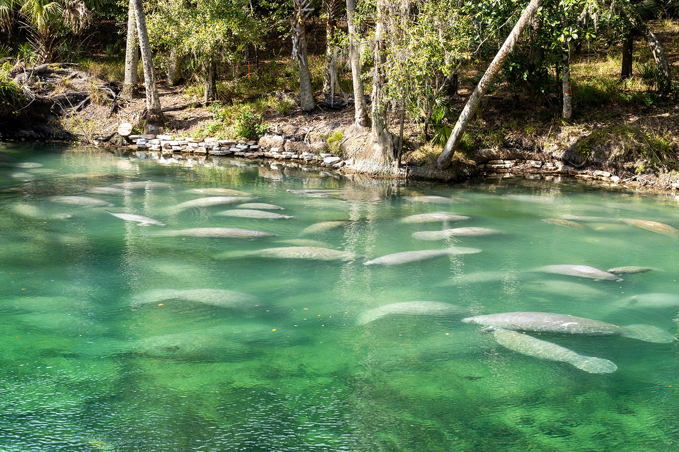 Best Time of Year to Visit Florida's Natural Springs